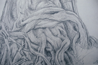 Drawings/rootspencil.jpg