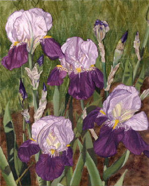 landscapes/Irises.JPG